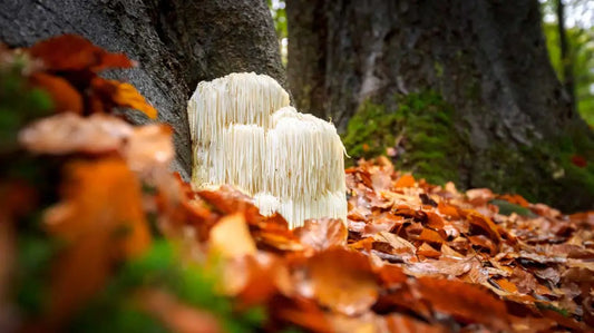 What Is Lion's Mane? The Brain-Boosting Mushroom Everyone's Talking About