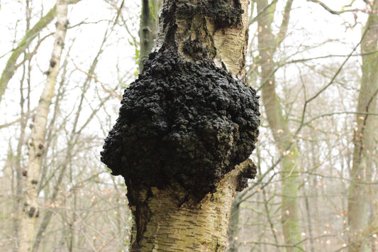 Why Chaga Mushroom Is the Antioxidant Powerhouse You Need in Your Routine